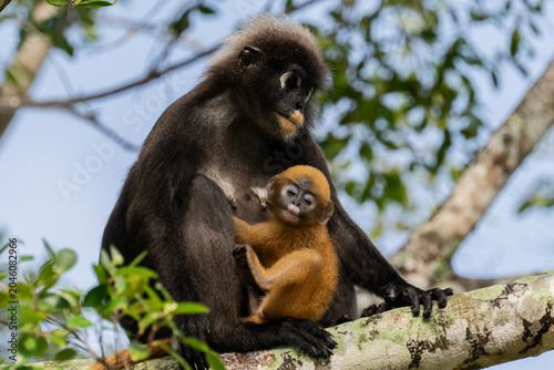 Fotografia A baby dusky leaf monkey looks relaxed as it is held by its mother on a tree in