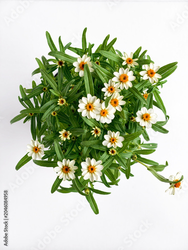Top View of White Zinnia Flowers with Orange Centers Blooming in Pot on White Background