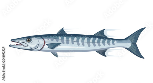 Great barracuda fish illustration with sharp teeth and striped pattern swimming isolated on white background