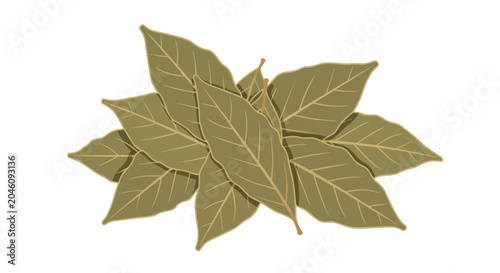 Stack of dried bay leaves for cooking and herbal flavoring isolated on white background illustration