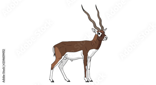Indian Blackbuck Antelope with Long Spiral Horns Illustration Isolated on White Background
