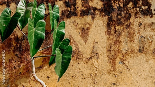 Fotografía Blushing Philodendron plant and rough wall