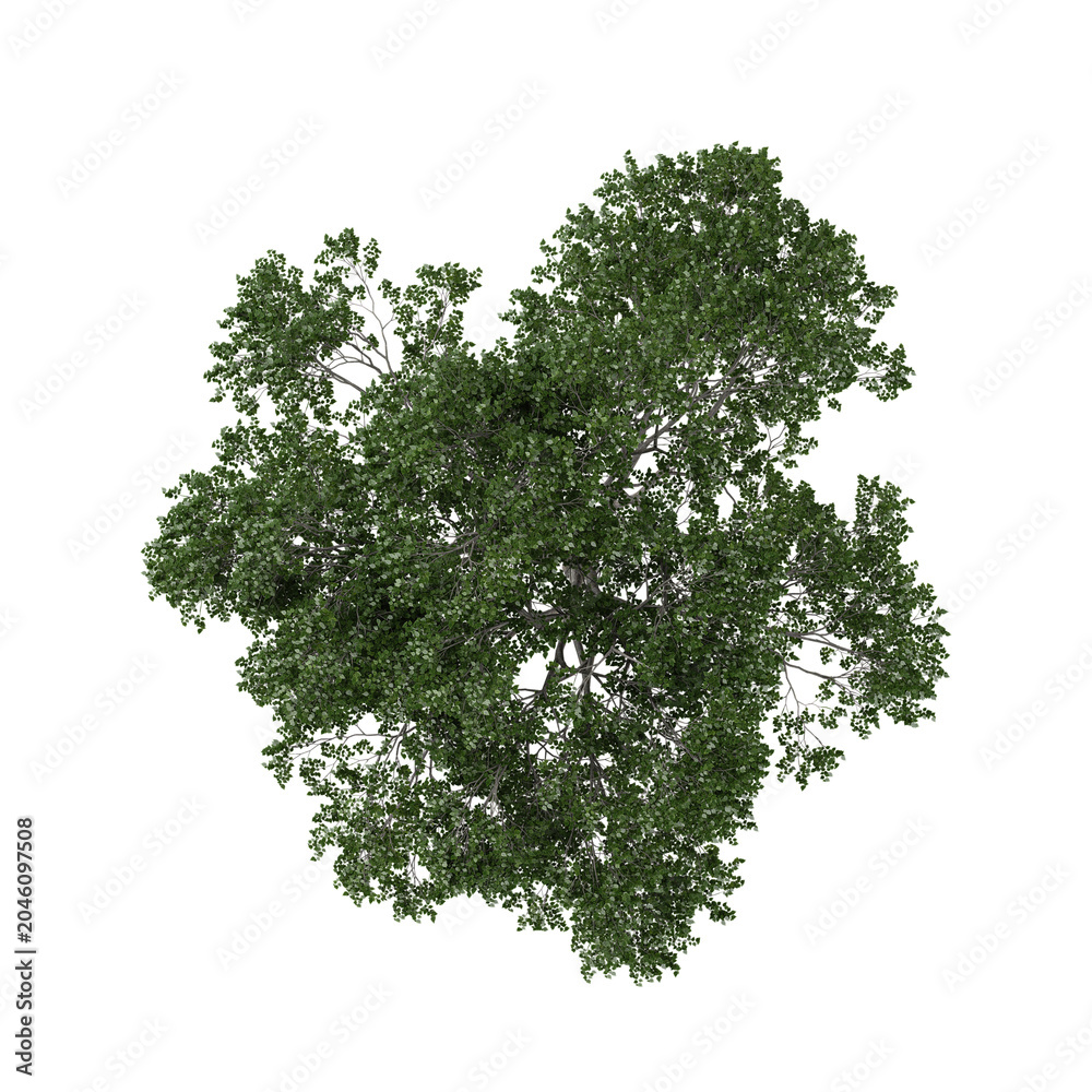 Fototapeta premium 3d illustration of Celtis plant isolated on transparent background from the top view