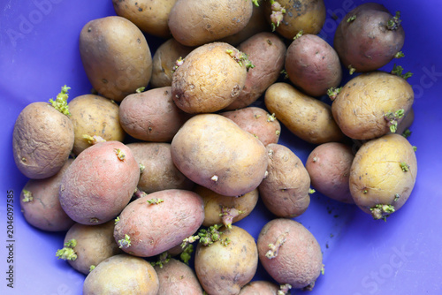 Seed potatoes with sprouts in a blue plastic container