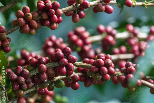 Coffee beans ripening on a tree branch.