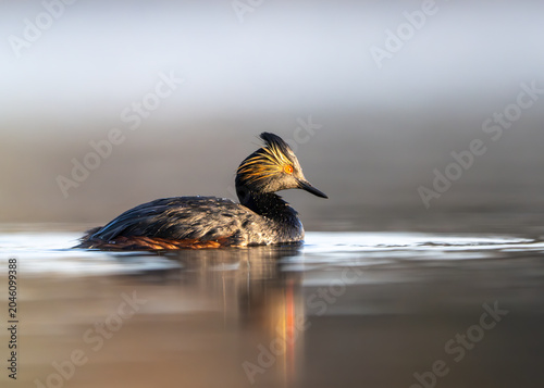 Eared Grebe (Podiceps nigricollis)