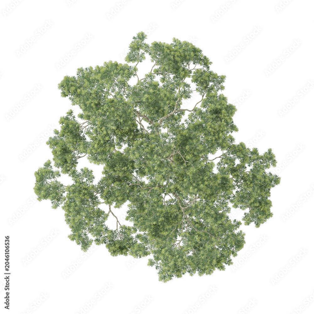 Obraz premium 3d Rendering Of Abies plant on Transparent Canvas from the top view