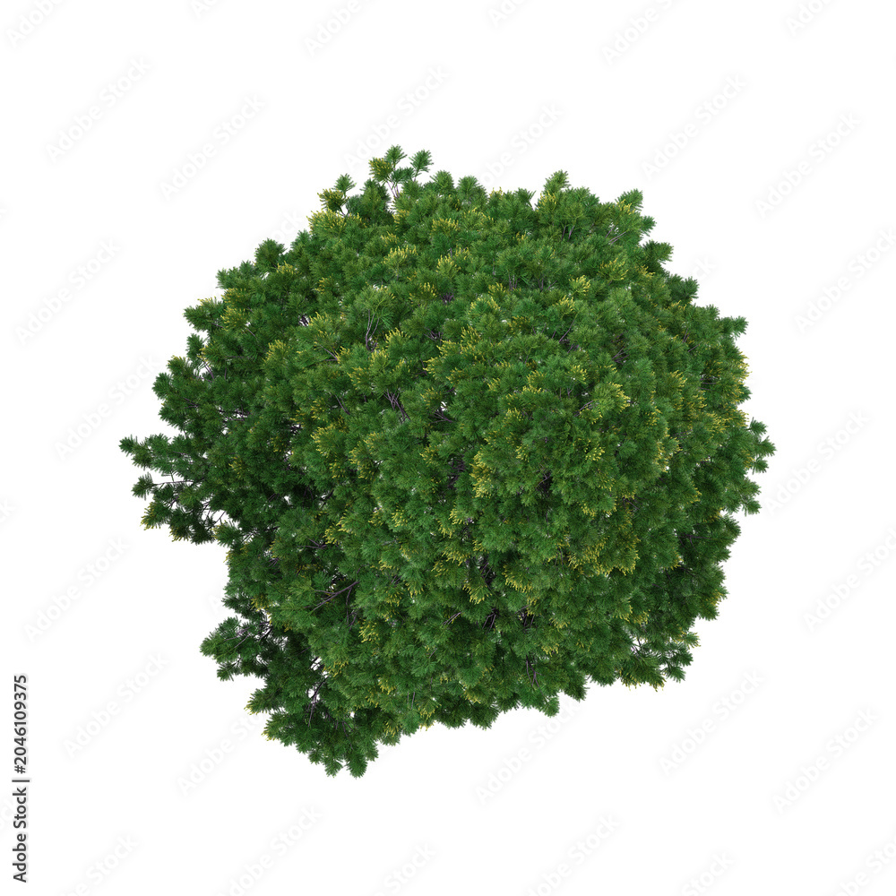 Fototapeta premium 3D rendering of Cedrus plant on transparent background from the top view