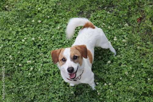 Obraz na plátně jack russell terrier