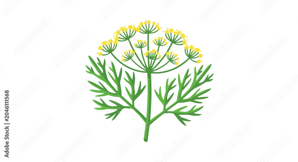 Fototapeta premium Fresh Dill Herb with Flowering Umbel and Green Feathery Leaves Illustration Isolated on White