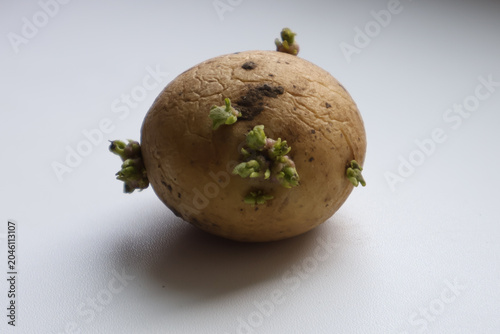 Detailed macro photograph of a single potato tuber with multiple green sprouts emerging from its surface.