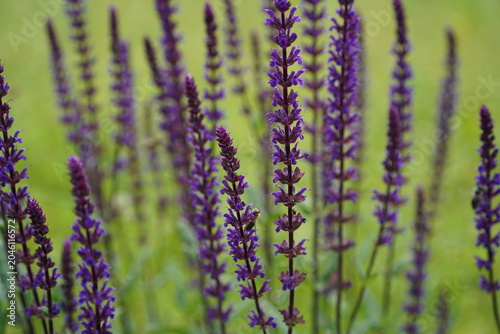 Nahaufnahme von blühendem Steppensalbei (Salvia nemorosa) mit violetten Blütenständen vor grünem Hintergrund im Sommer