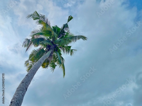 Fotografie tall coconut palm tree against  cloudy sky