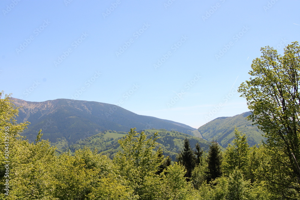 Fototapeta premium forest in the mountains