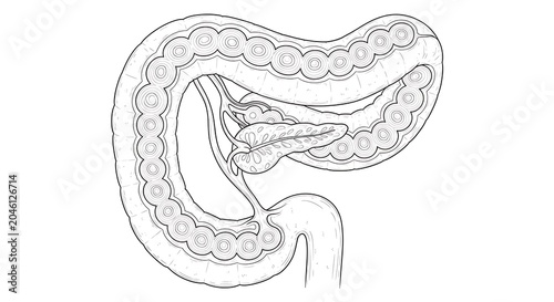 Intricate line drawing of a brain anatomical structure.