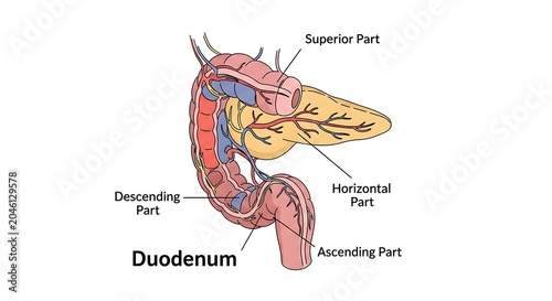 Anatomical diagram of the human duodenum parts.