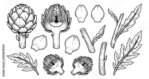 Tableau sur toile Vintage artichoke botanical illustration set, hand drawn vegetable line art, eng