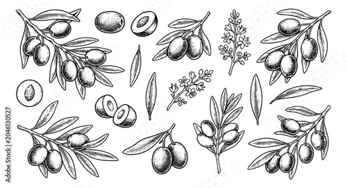 Quadro su tela Vintage hand drawn olive branches and fruits vector set, botanical sketch of oli