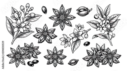 Schilderij op canvas Vintage star anise spice illustration set, hand drawn botanical sketches of star