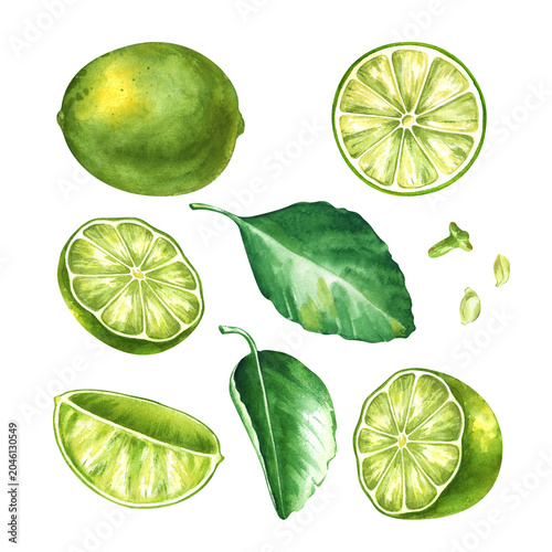 Watercolor lime big set with whole fruits, cut halves, round slice, wedge, green leaves and seeds isolated on white background. For cocktail menus, organic food packaging design, juice labels, kitchen
