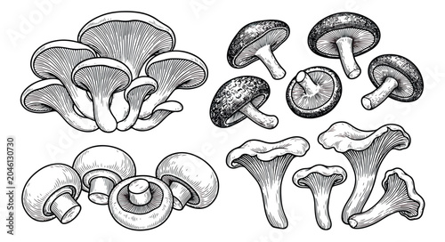 Quadro su tela Vintage mushroom engraving set, hand drawn edible fungi collection, black and wh