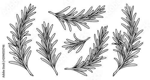 Bild auf Leinwand Vintage rosemary sprigs vector set, hand drawn botanical herb illustrations, bla