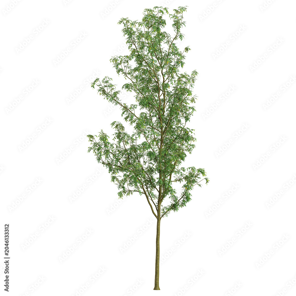 Fototapeta premium collection of Fraxinus plant on transparent canvas