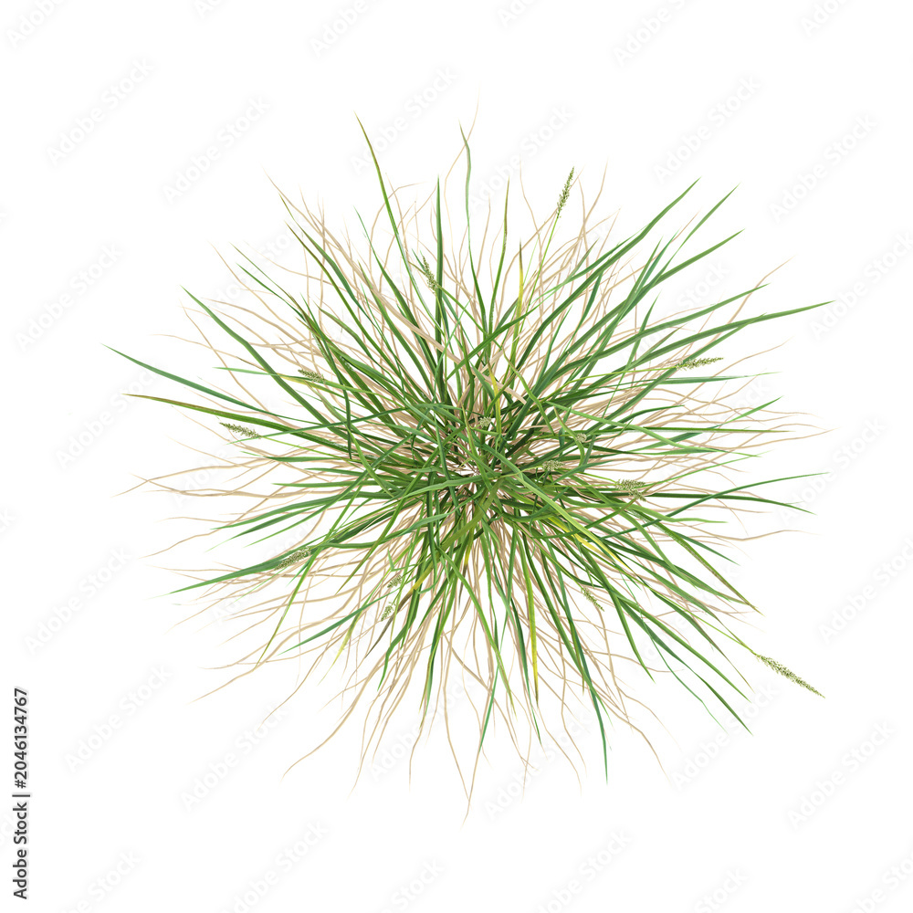 Fototapeta premium collection of Koeleria grass on transparent canvas from the top view