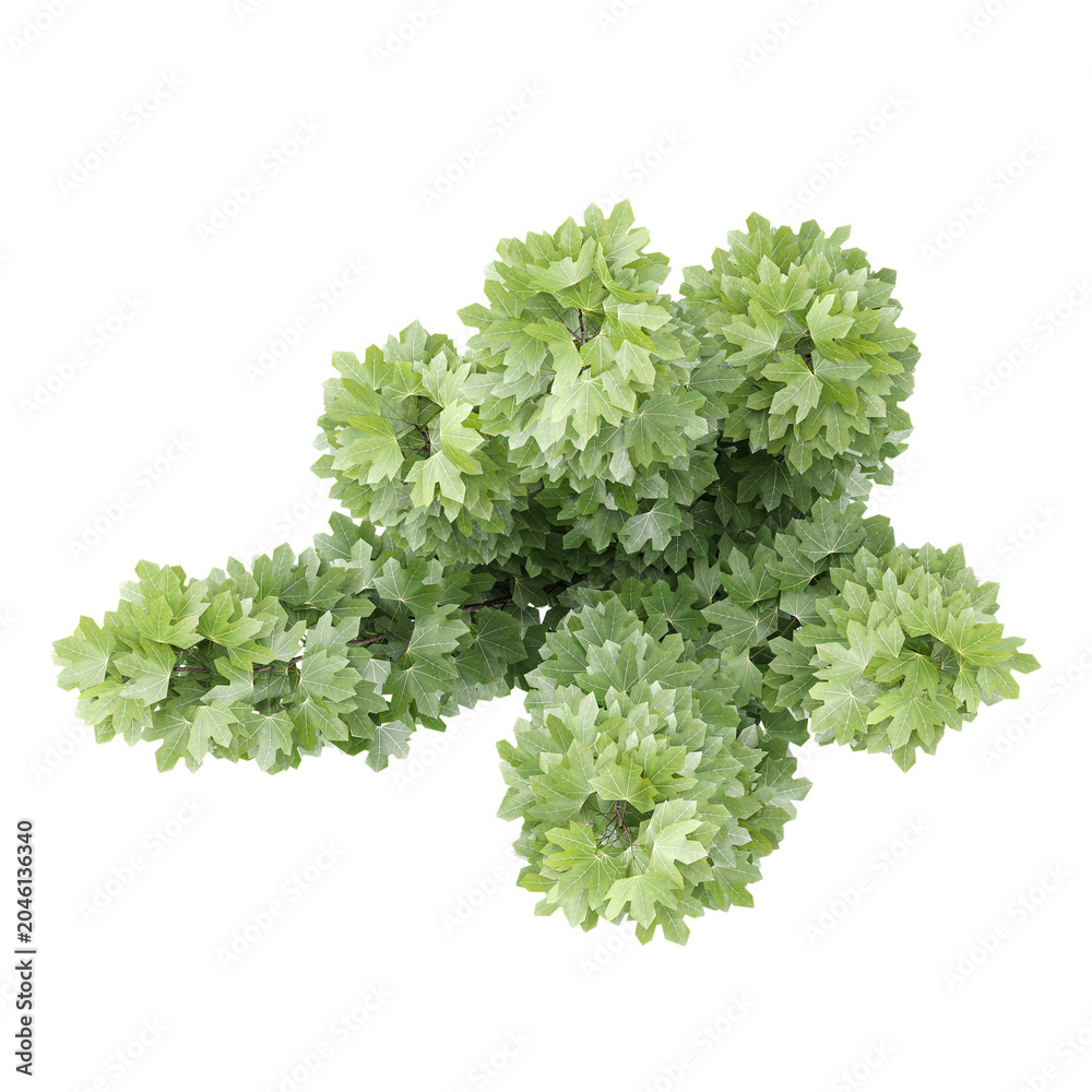 Obraz premium collection of Maple plant with realistic style from the top view