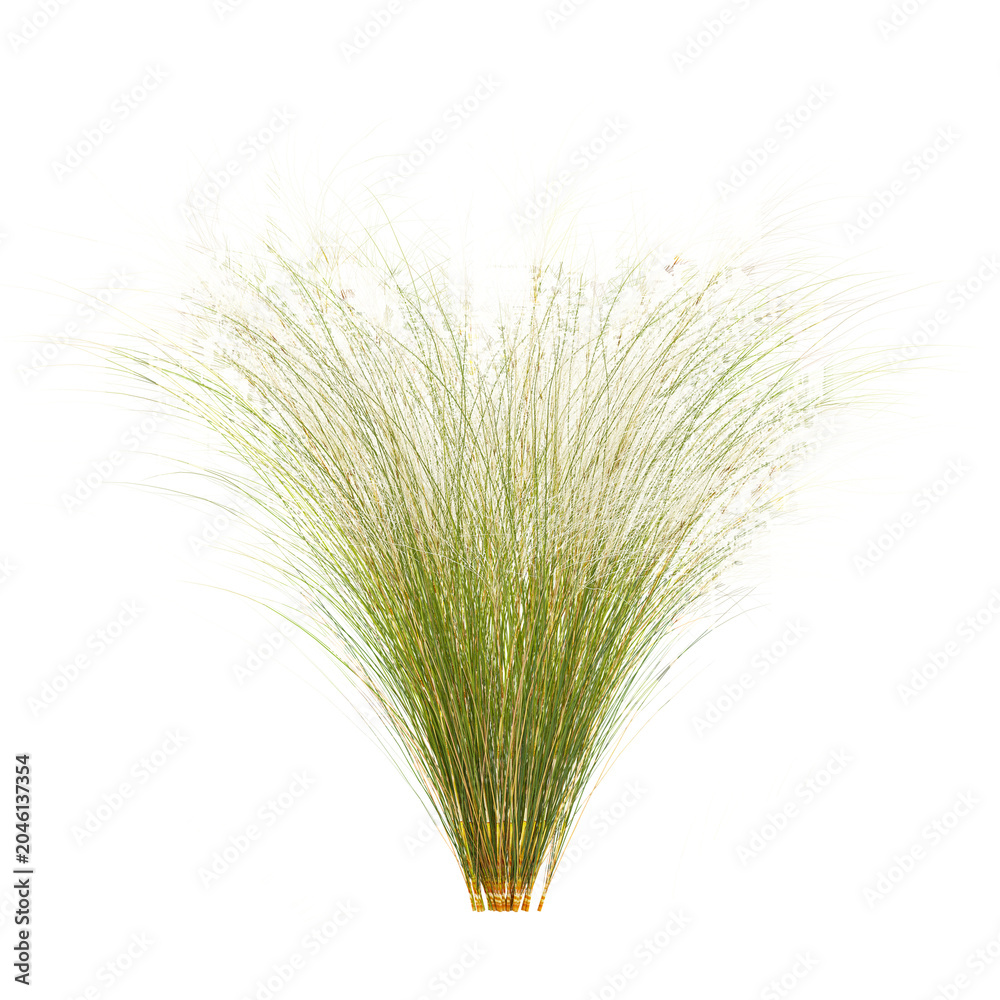 Fototapeta premium collection of Mexican feather grass with realistic style