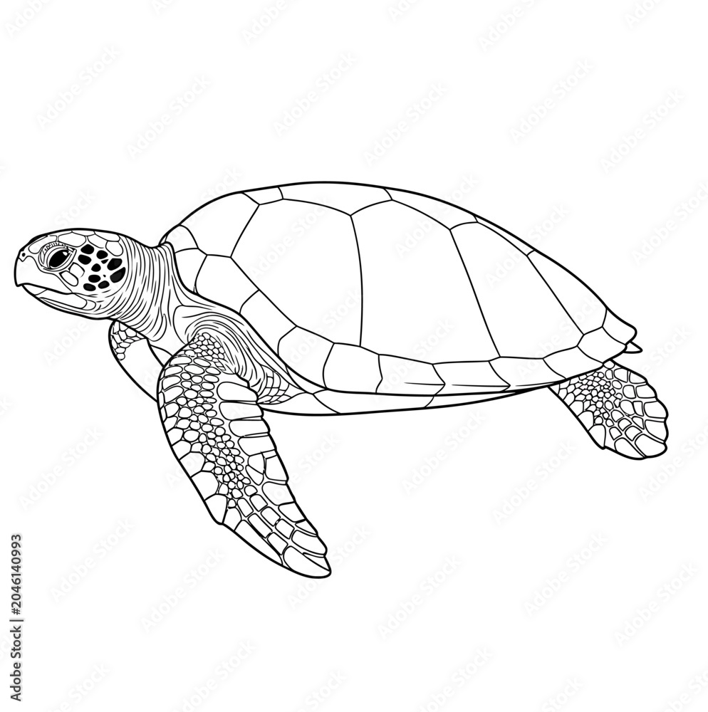 Obraz premium A detailed black and white line drawing of a swimming sea turtle.