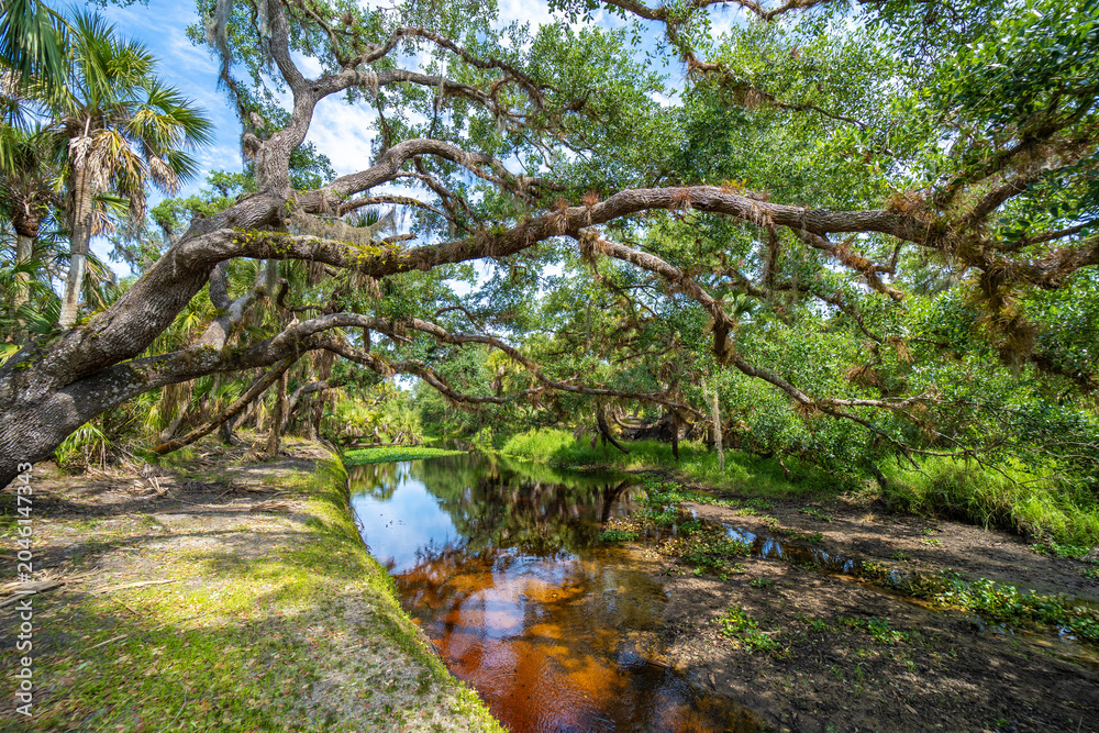 Naklejka premium Florida wetlands nature. Jungles with palm trees and tropical vegetation in southern USA