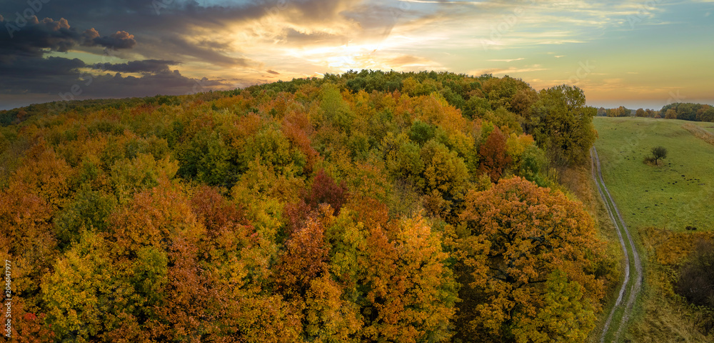 Naklejka premium Dirt road in colorful forest with yellow canopies in autumn at sunset. Landscape of wild woods nature in fall season