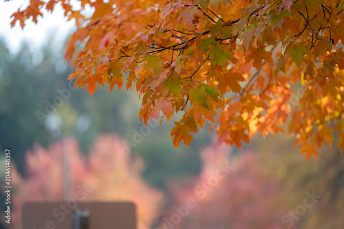 Bild auf Leinwand Autumn nature in North Carolina mountain woods