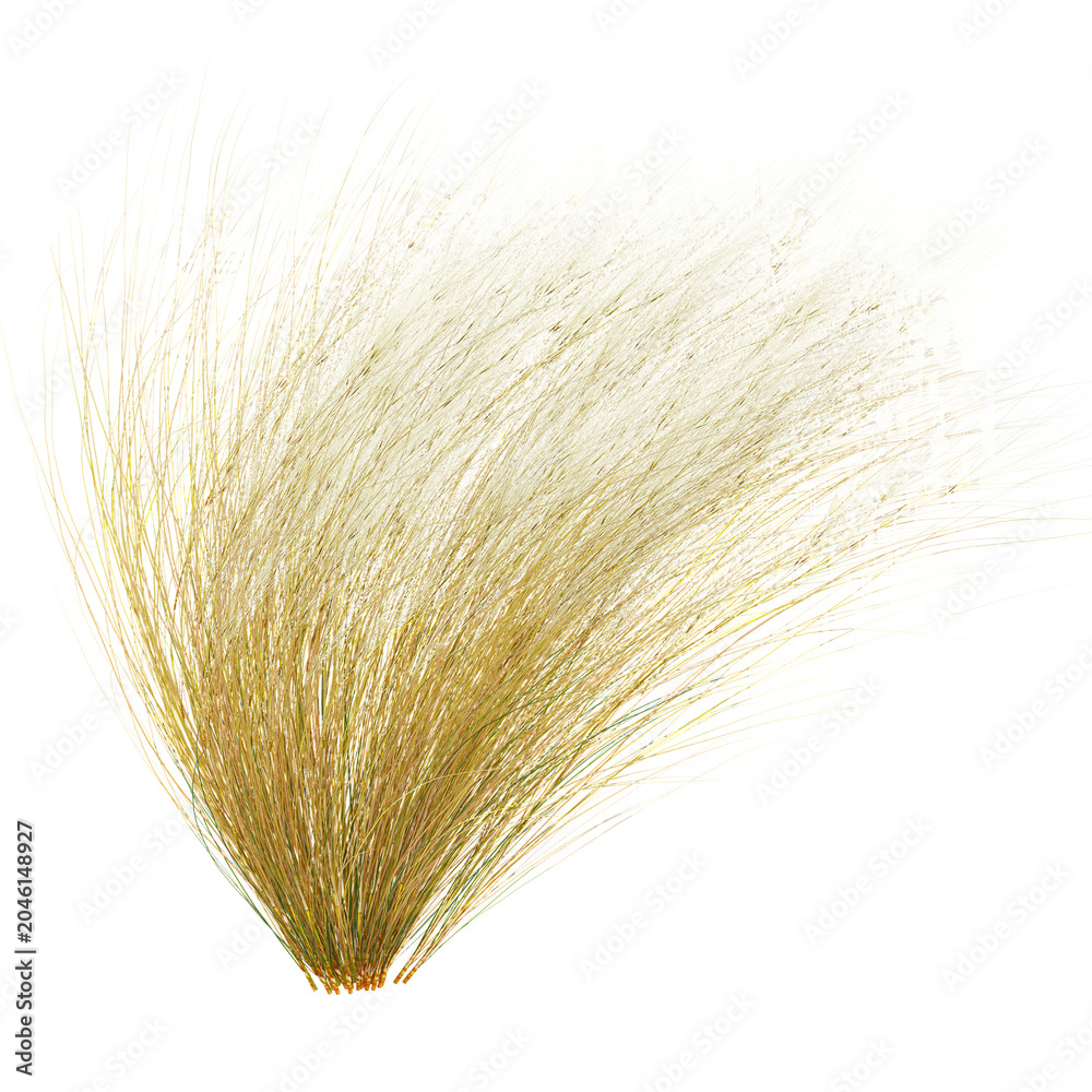 Fototapeta premium Isolated Mexican feather grass on transparent canvas