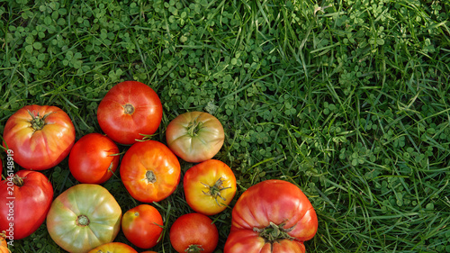 Obraz na płótnie Assorted ripe tomatoes on green grass