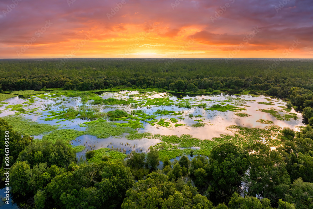 Naklejka premium Florida wetlands with water between green wild vegetation. Tropical ecosystem at sunset