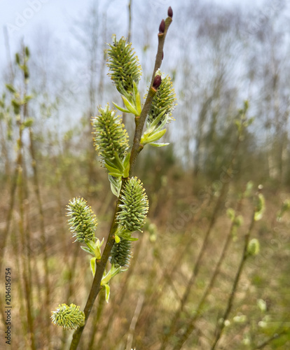 Beautiful sprintime flowers at Neumans flashes, Northwich, Cheshire, UK