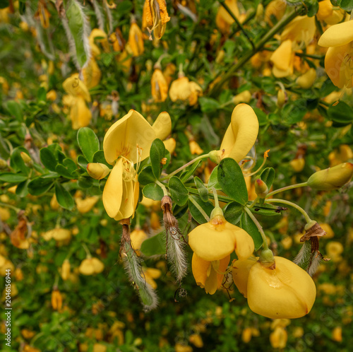 Beautuful springtime yellow broom brush at Neumans Flash, Northeich, Chehshire, UK