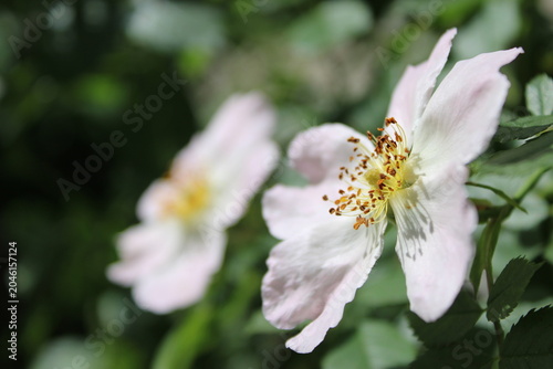 Close-up of pink wildflowers featuring yellow centers, surrounded by vibrant green leaves in a natural outdoor environment under bright sunlight