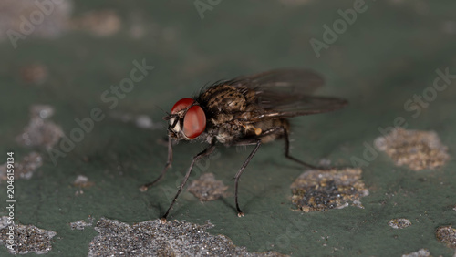 Fotografie Biology - Macro of Flys - Anthomyiidae - Special Fly