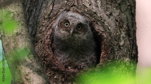 A screech owl in a tree