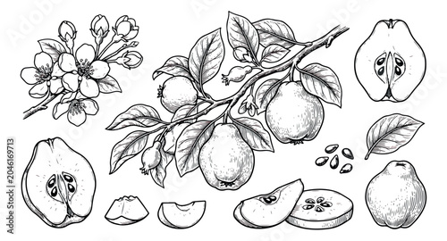 Photos Vintage quince fruit botanical illustration set, hand drawn sketch of quince bra