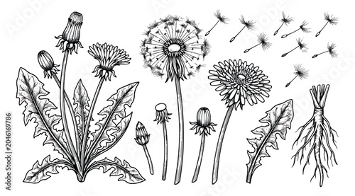 Tableau sur toile Vintage dandelion botanical illustration set, hand drawn floral elements with se