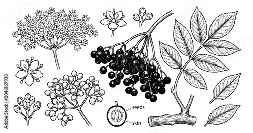 Foto Vintage elderberry botanical illustration set, hand drawn sambucus nigra berries