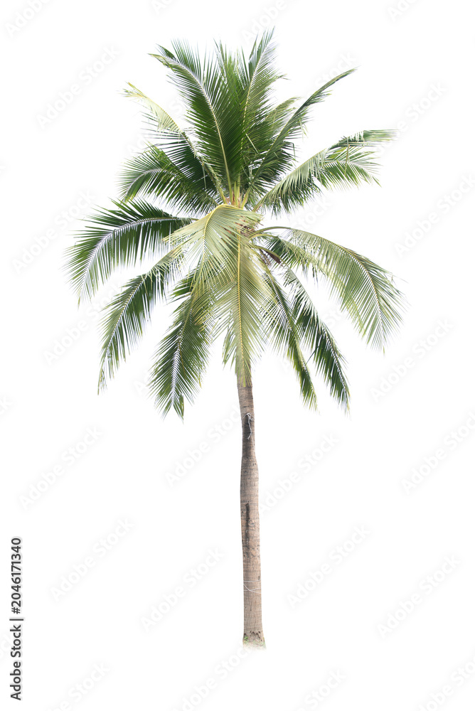Fototapeta premium Palm tree or Coconut tree ,a green leaf isolation for summer background ,relax and vacation holiday summer concept 