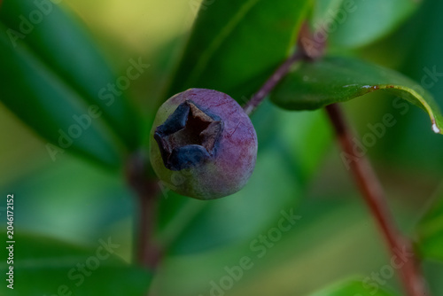 A developing berry, its textured surface and surrounding foliage rendered with shallow depth of field