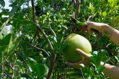 Gardener hands harvesting a big green pomelo fruit from the tree branch using pruning shears in an orchard garden.