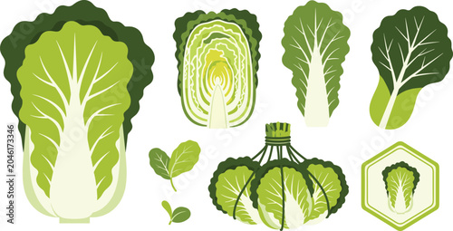 Konstfotografi Fresh Chinese Cabbage and Leafy Greens Vector Icon Set with Whole Cabbages Halve