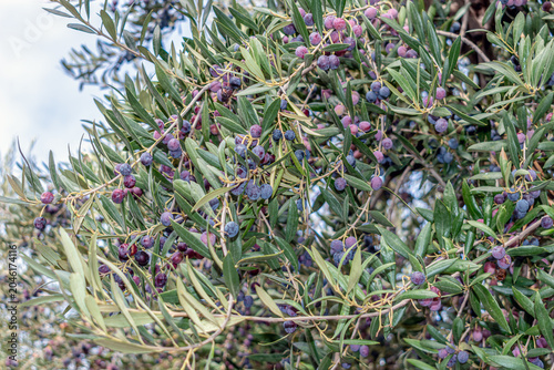 Close-up of ripe dark olives hanging on tree branches with green leaves. Mediterranean organic olive grove in Spain ready for harvest under a clear sky